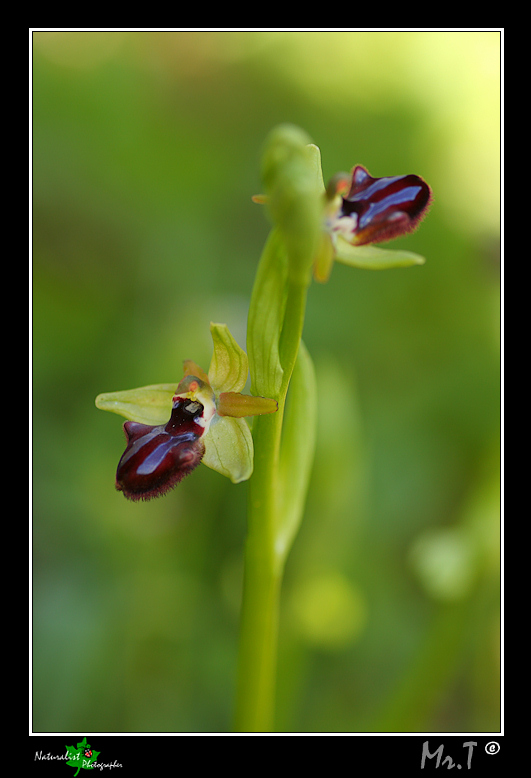 5 Aprile, una giornata di belle orchidee!!!